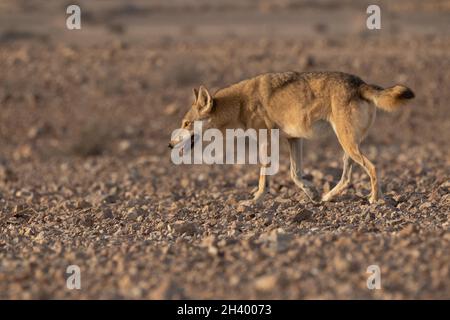 Der weibliche arabische Wolf (Canis lupus arabs) ist eine Unterart des grauen Wolfes Stockfoto