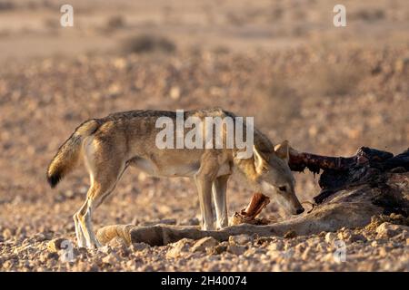 Der weibliche arabische Wolf (Canis lupus arabs) ist eine Unterart des grauen Wolfes Stockfoto