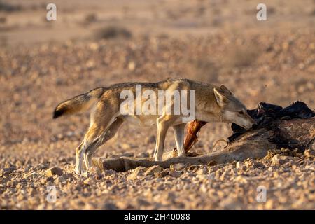 Der weibliche arabische Wolf (Canis lupus arabs) ist eine Unterart des grauen Wolfes Stockfoto