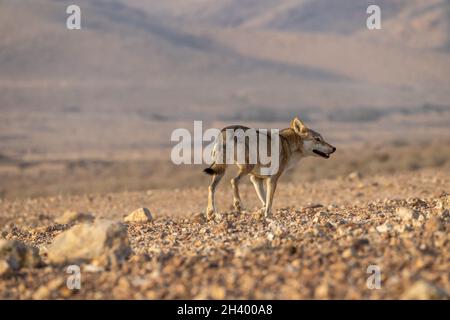 Der weibliche arabische Wolf (Canis lupus arabs) ist eine Unterart des grauen Wolfes Stockfoto