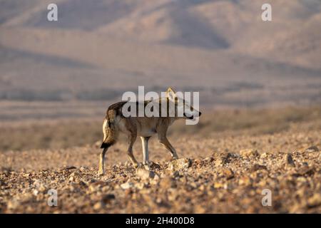 Der weibliche arabische Wolf (Canis lupus arabs) ist eine Unterart des grauen Wolfes Stockfoto