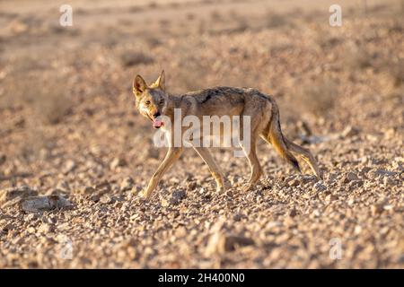 Der junge arabische Wolf (Canis lupus arabs) ist eine Unterart des grauen Wolfes Stockfoto