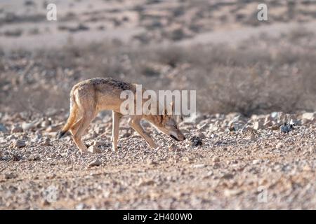 Der junge arabische Wolf (Canis lupus arabs) ist eine Unterart des grauen Wolfes Stockfoto