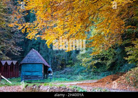 Herbstlandschaft - kleines Holzhaus zwischen den vergilbten Herbstbäumen Stockfoto