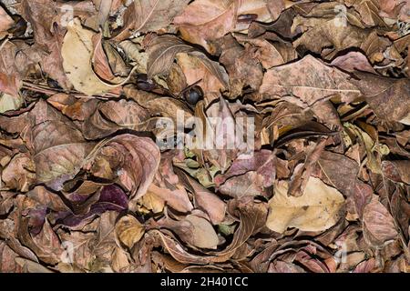 Trockene Herbstblätter fallen von Crepe Myrtle Bäumen mit verstreuten Samenschoten. Nahaufnahme farbenfroher abstrakter Hintergrund. Stockfoto