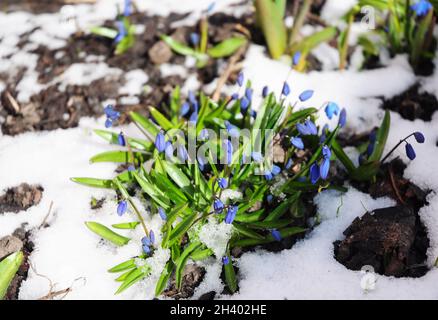 Wie man Schneeglöckchen anbauen kann. Erste Frühlingsblumen Schnee bedeckt. Stockfoto