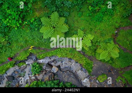 Nach oben Luftaufnahme von Mutter und Sohn, die auf einem welligen Pfad zwischen großen Farnbäumen wandern Wasserfall Cascata da Ribeira Quente, Sao Miguel Insel, Azoren, Portugal Stockfoto
