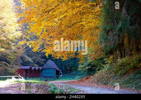 Herbstlandschaft - kleines Holzhaus zwischen den vergilbten Herbstbäumen Stockfoto