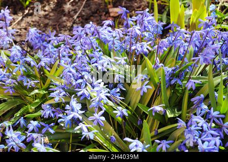 Erste Frühlingsblumen Squill, Scilla bifolia mit Honigbienen im Gartenblumenbett. Stockfoto