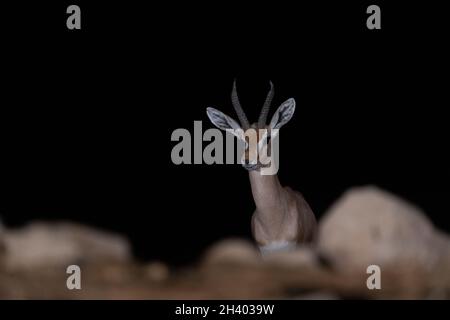 Dorcas Gazelle (Gazella dorcas) Stockfoto