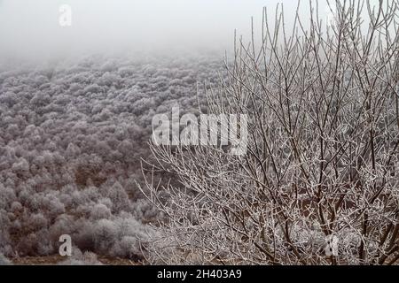 Frostbedeckte Bäume, Sträucher, Gräser mit ankommendem Frost Stockfoto