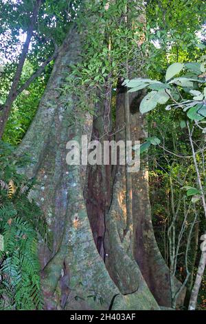 Teakbaum mit Plank-Buttress-Wurzel, die mit Reben bedeckt ist Stockfoto