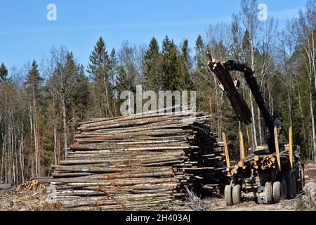 Vorgänge zum Verladen eines Logging-Staplers Stockfoto