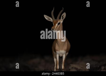 Dorcas Gazelle (Gazella dorcas) Stockfoto