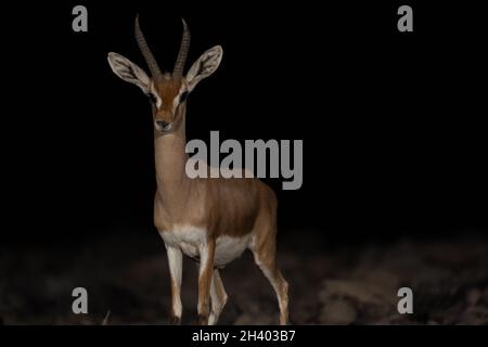 Dorcas Gazelle (Gazella dorcas) Stockfoto