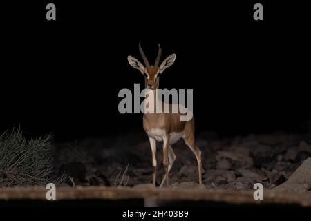 Dorcas Gazelle (Gazella dorcas) Stockfoto