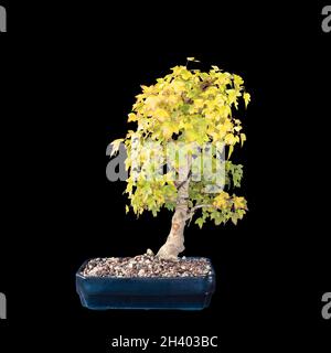 trident Ahorn Bonsai über dunklem Hintergrund (Acer buergerianum) Stockfoto