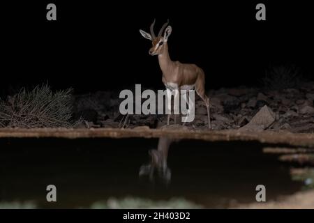 Dorcas Gazelle (Gazella dorcas) trinkt nachts in der Wüste Stockfoto