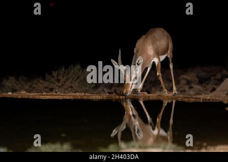 Dorcas Gazelle (Gazella dorcas) trinkt nachts in der Wüste Stockfoto