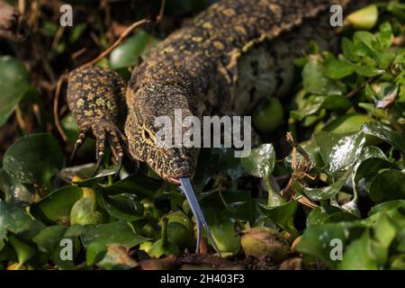 Nile Monitor - Varanus niloticus, große Eidechse aus afrikanischen Seen und Flüssen, Queen Elizabeth National Park, Uganda. Stockfoto