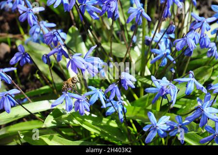 Erste Frühlingsblumen Squill, Scilla bifolia mit Honigbienen im Gartenblumenbett Stockfoto