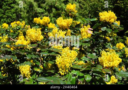 Ilex aquifolium, Stechpalme, englische Stechpalme, europäische Stechpalme oder gelegentlich weihnachtliche Stechpalme blühen im Frühling. Stockfoto