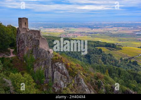 Ruinen des Château du Girsberg in den Vogesen bei Ribeauvillé im Elsass, im Hintergrund die Rheinebene zwischen dem Elsass und dem Elsass Stockfoto