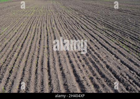 Landwirtschaftskonzept. Furchen Reihen Muster in einem gepflügten Feld mit Pflanzen und Anbau von Pflanzen im Frühjahr. Stockfoto