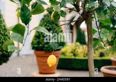 Gelbe Zitronenfrucht auf den Zweigen des Baumes zwischen den Blättern, bedeckt mit Regentropfen. Stockfoto