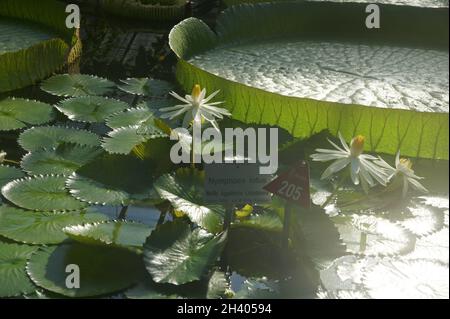 Nymphaea Lotus, weißer ägyptischer Lotus Stockfoto