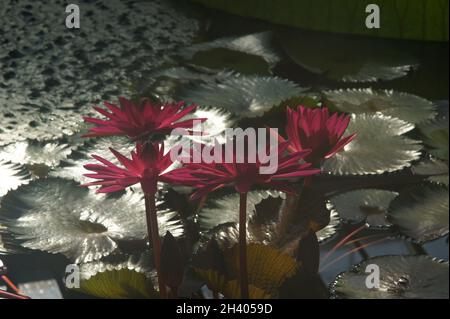 Nymphaea rubra, rote Seerose Stockfoto