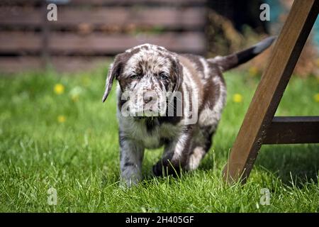 Gepunkteter Labrador Retriever-Welpe. Stockfoto