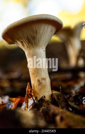 Trooping Funnel - Infundibulicybe geotropa. Pilz Stockfoto