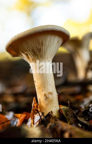 Trooping Funnel - Infundibulicybe geotropa. Pilz Stockfoto