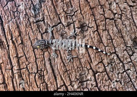 Grauer Toki Gecko Stockfoto