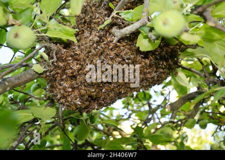 Wilde Honigbienen schwärmen auf dem Baum. Stockfoto