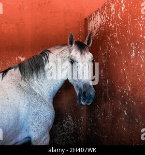 Porträt des Pferdes im Stall. Equus ferus caballus. Stockfoto