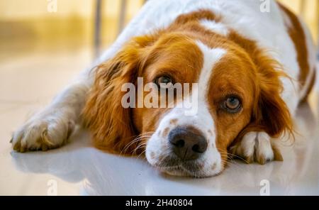 Brittany Spaniel Hund liegt auf kaltem Boden Stockfoto