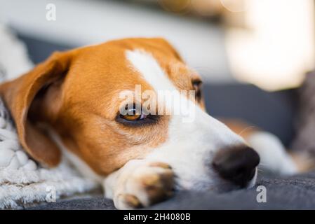 Ausgewachsener Rüde-Beagle-Hund, der in Gartenmöbeln ruht. Geringe Schärfentiefe. Stockfoto