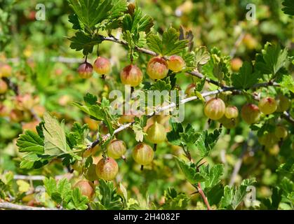 Stachelbeeren (Ribes uva-crispa, Ribes grossularia) ernten. Stachelbeerbusch. Stockfoto