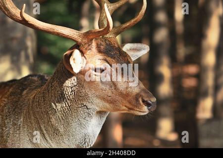 Europäischer Damhirsch mit Krankheit um das Auge, die einen kahlen, furellosen Fleck zeigt Stockfoto