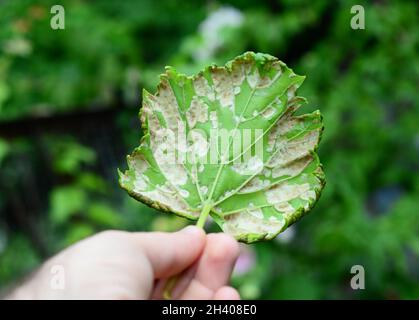 Flaumtau (Plasmopara vitikola) ist eine Pilzerkrankung, die Traubenblätter befällt. Nahaufnahme von Grapevine-Erkrankungen. Stockfoto