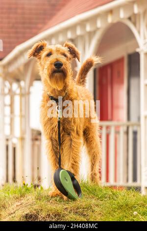 airedale Terrierhund vor Strandhütten Whitby yorkdhire Stockfoto