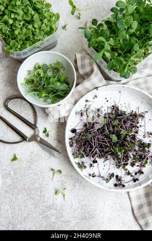 Auswahl an Micro Greens auf Holztisch. Gesunder Lebensstil Stockfoto