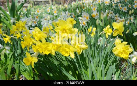 Gelbe Frühlingsnarziss Blüten. Gelbe Narzissusblüte auch bekannt als Narzissen, Narzissen und Jonquil. Stockfoto