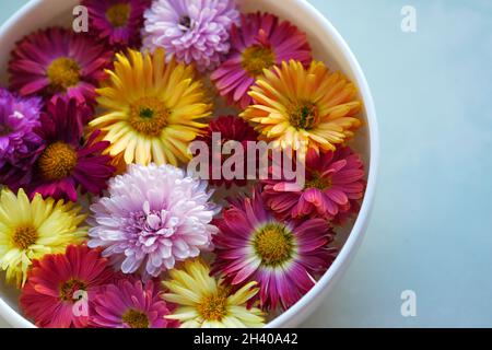 Runde weiße Piala mit Wasser und schwimmen Blumen von gesprenkelten Chrysanthemen - Herbstblumen. Schöne helle Hintergrund mit bunten Chrysantheme Stockfoto