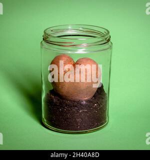 Herzförmige Kartoffeln in einem Glas auf grünem Hintergrund Stockfoto