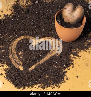 Herzförmige Kartoffeln in einem Topf mit Erde auf braunem Hintergrund Stockfoto