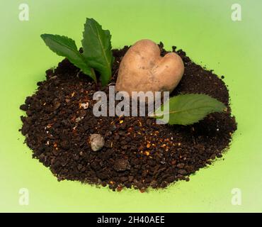 Herzförmige Kartoffeln im Boden auf grünem Hintergrund Stockfoto