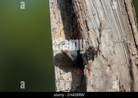 Ein ausgewachsener Krüper-Knuthatch (Sitta krueperi) in der Nähe eines Neststandorts im Frühjahr auf der griechischen Insel Lesvos Stockfoto